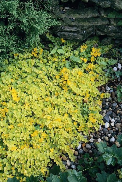 Creeping Jenny