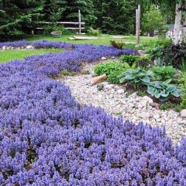 Chocolate Chip Ajuga