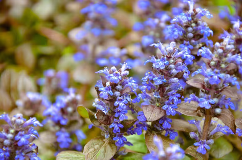 Chocolate Chip Ajuga