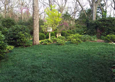 Mondo Grass