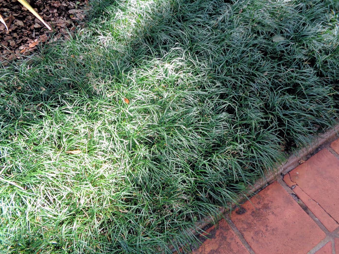 Mondo Grass