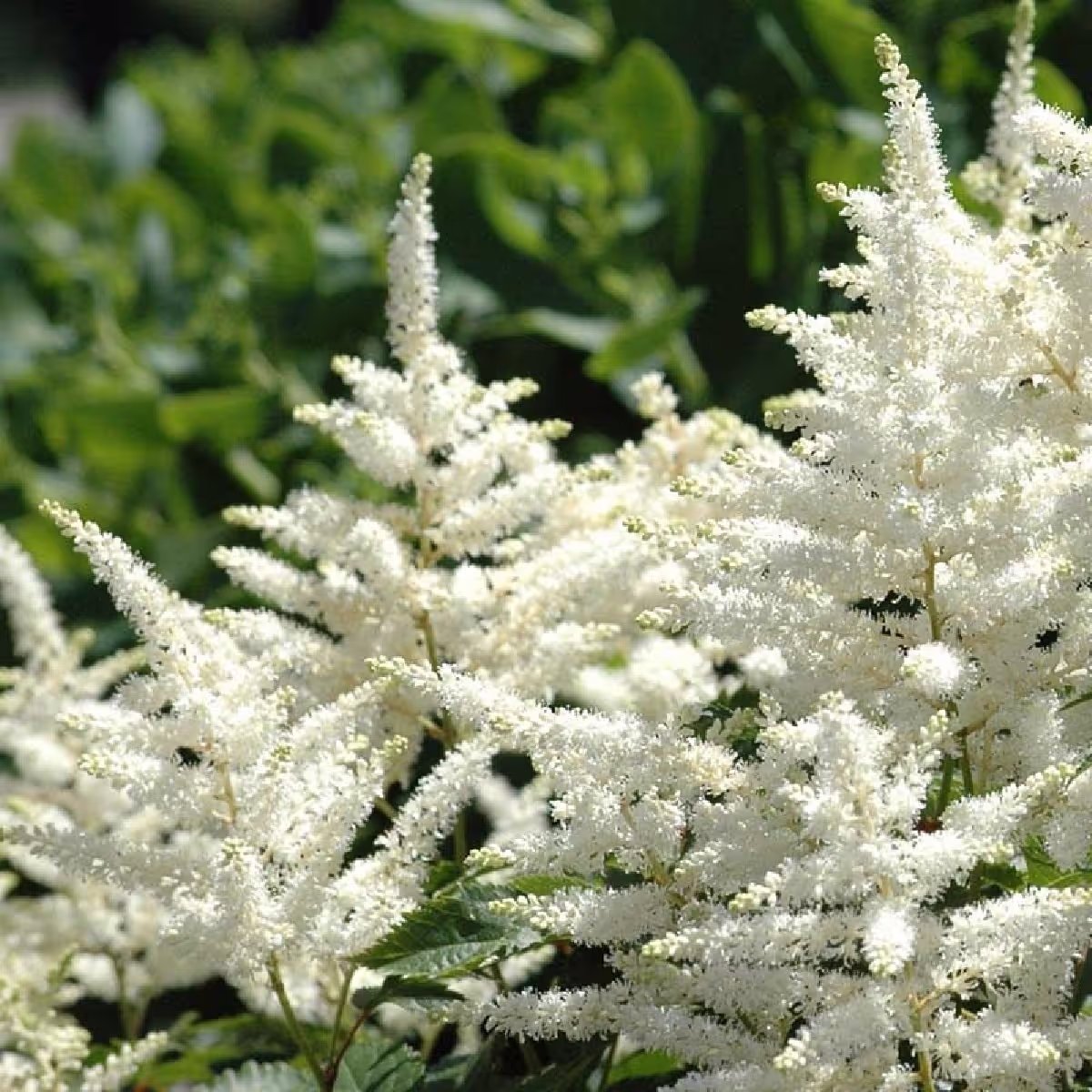 Astilbe