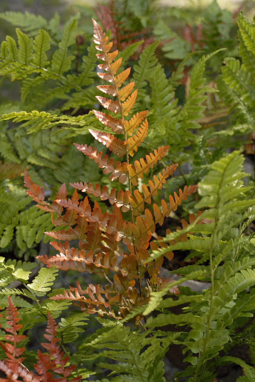 Autumn Fern