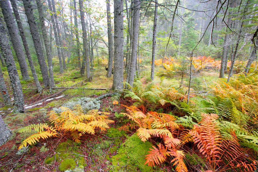 Autumn Fern