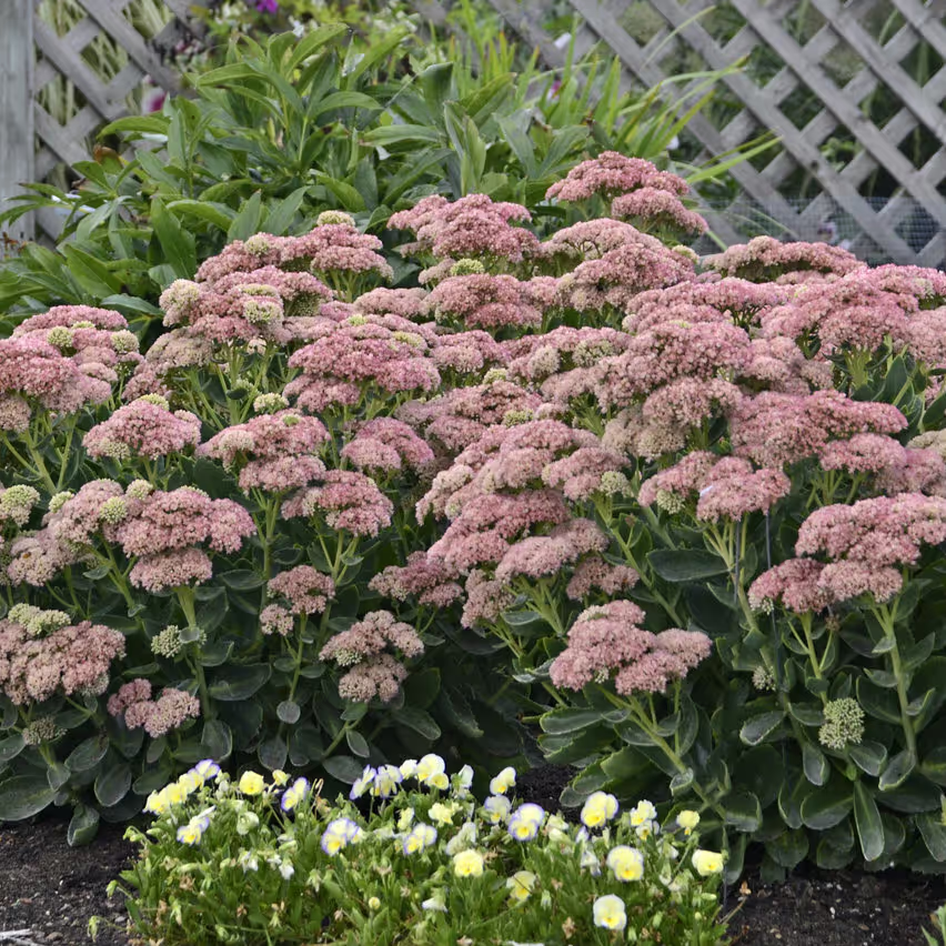 Autumn Joy Sedum