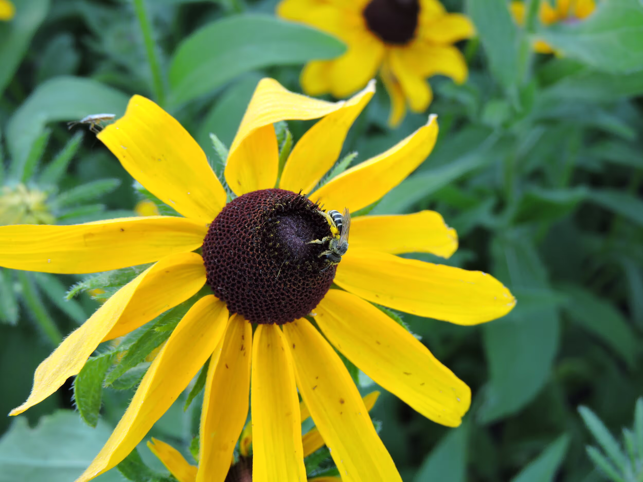 Black-eyed Susan