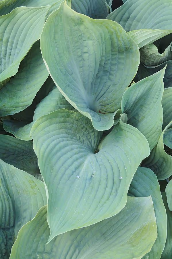 Blue Angel Hosta