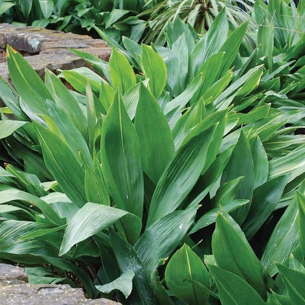 Cast Iron Plants