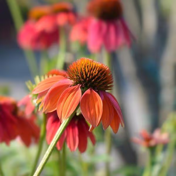 Cheyenne Spirit Coneflower