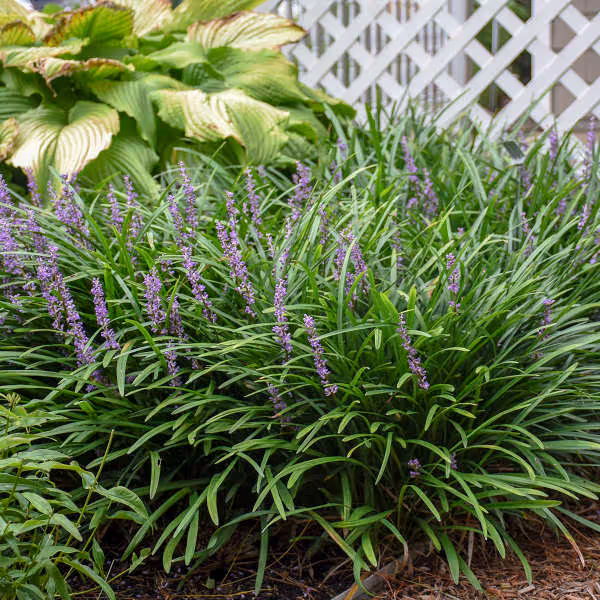 Big Blue Liriope