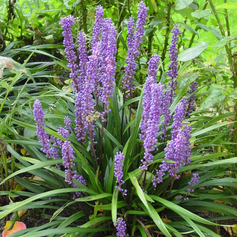 Big Blue Liriope