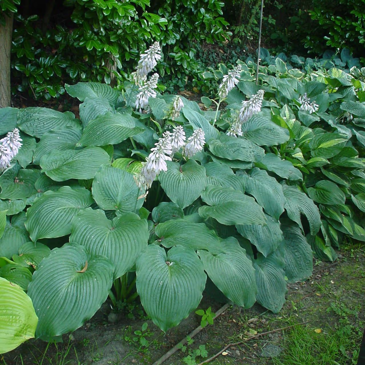 Blue Angel Hosta