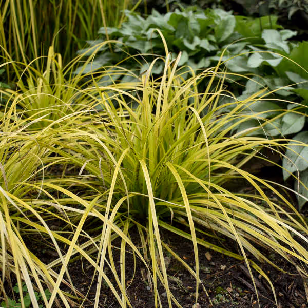 Carex Everillo