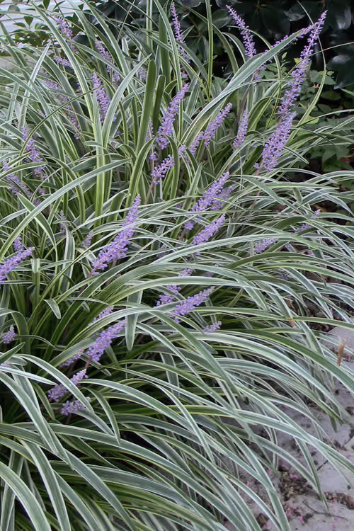 Variegated Liriope