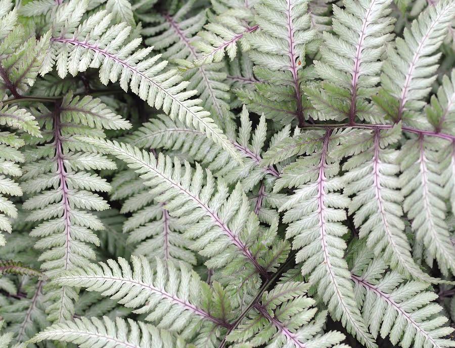 Japanese Painted Fern