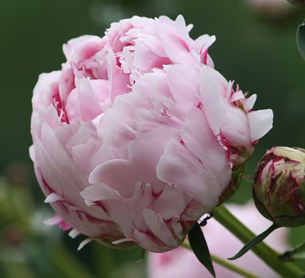 Peonies