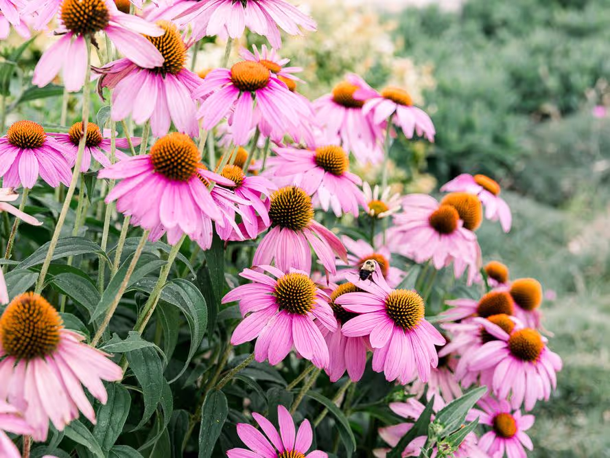 Purple Coneflower