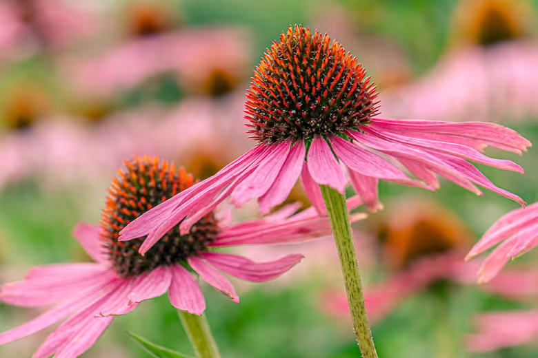 Purple Coneflower