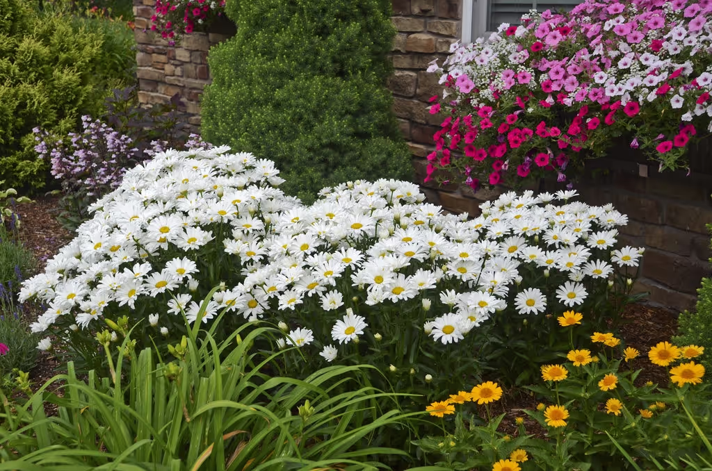 Shasta Daisy