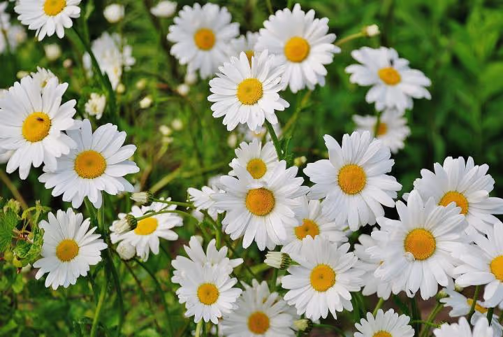 Shasta Daisy