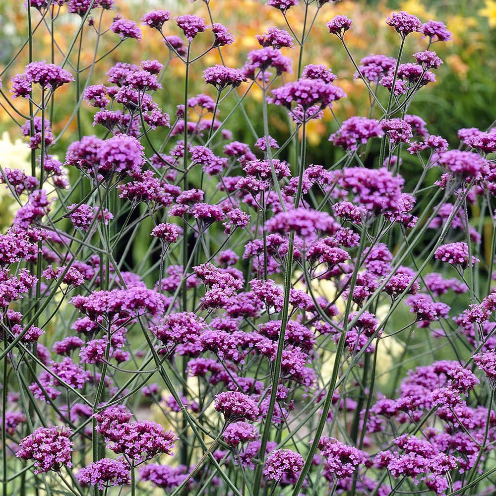 Tall Verbena