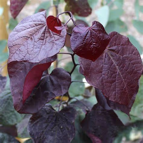Forest Pansy Redbud