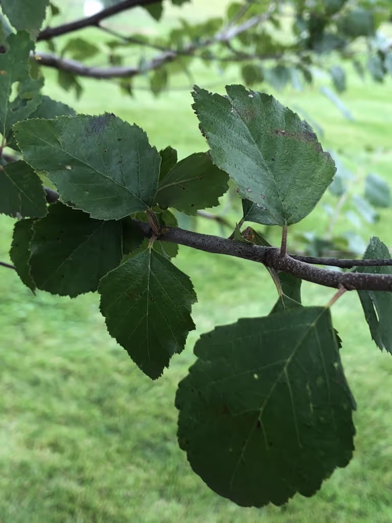 River Birch
