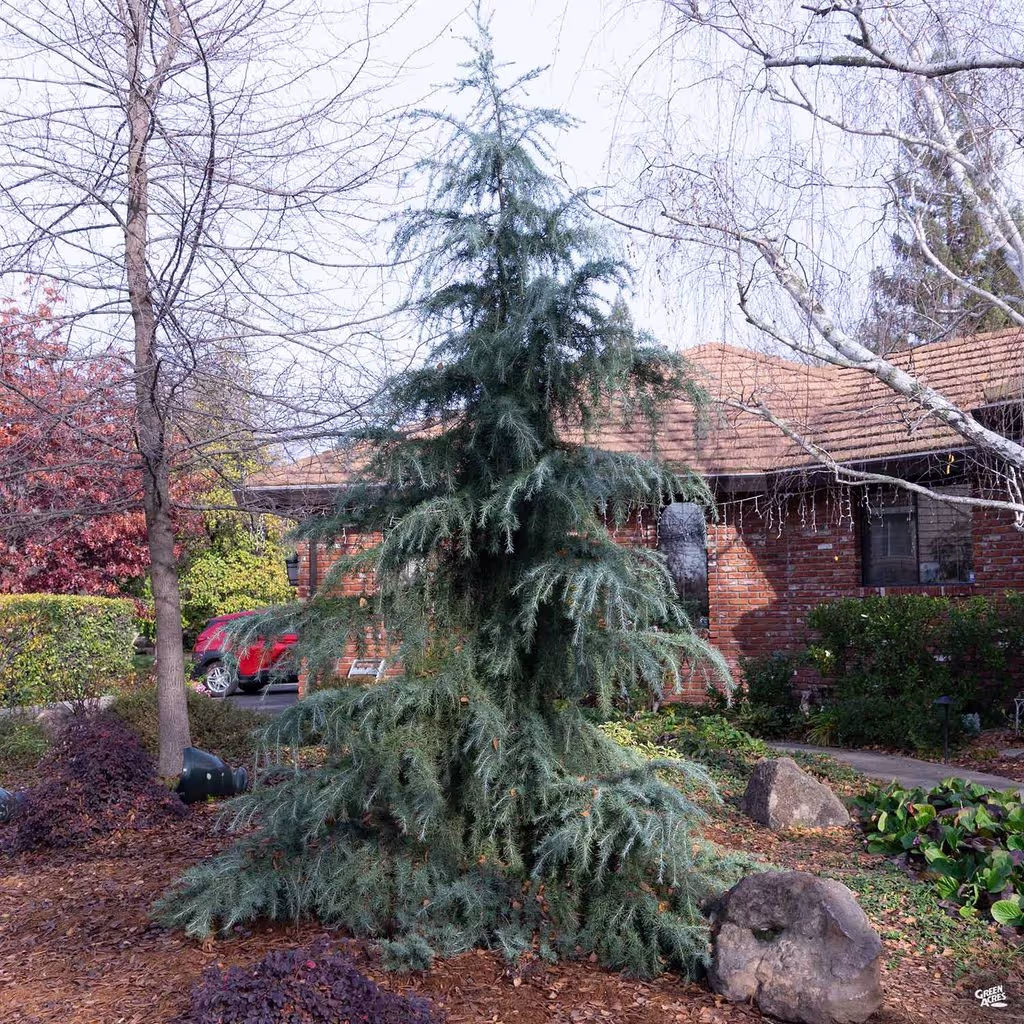 Deodar Cedar
