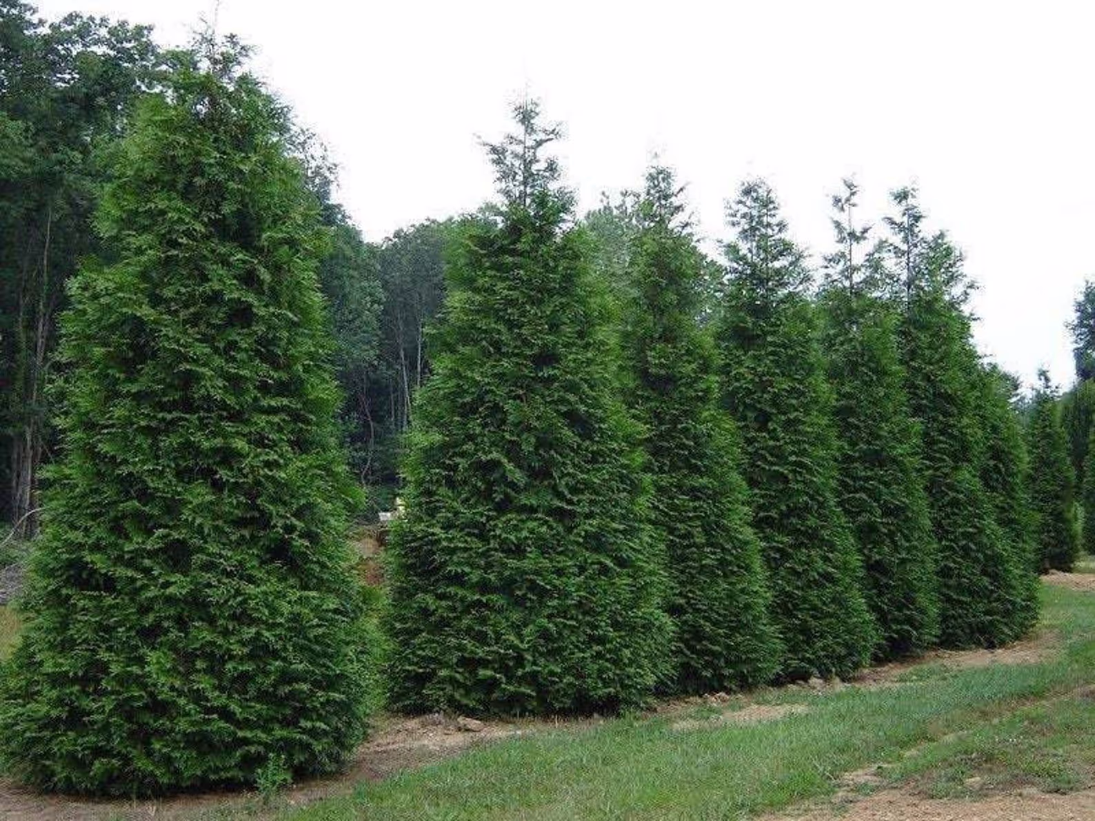 Green Giant Arborvitae