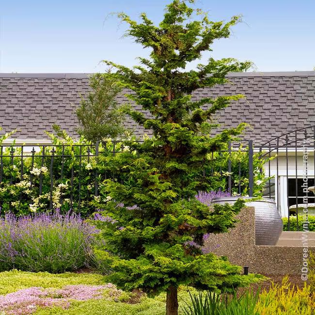 Hinoki Cypress