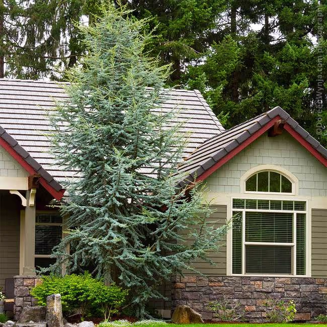 Horstmann Blue Atlas Cedar (dwarf)
