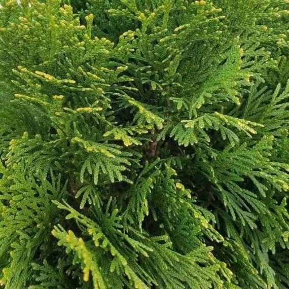 Emerald Arborvitae