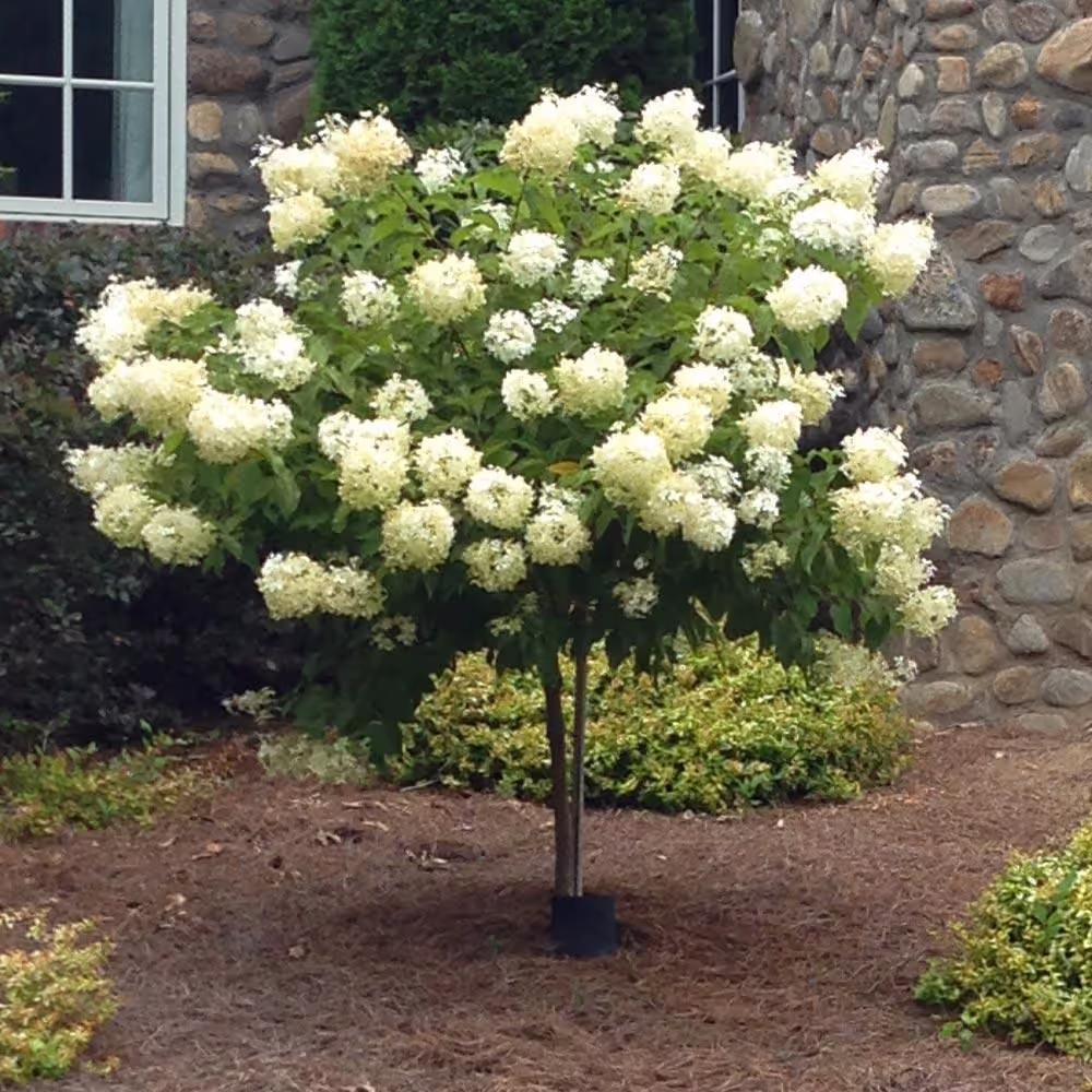 Limelight Hydrangea (Tree-Form)