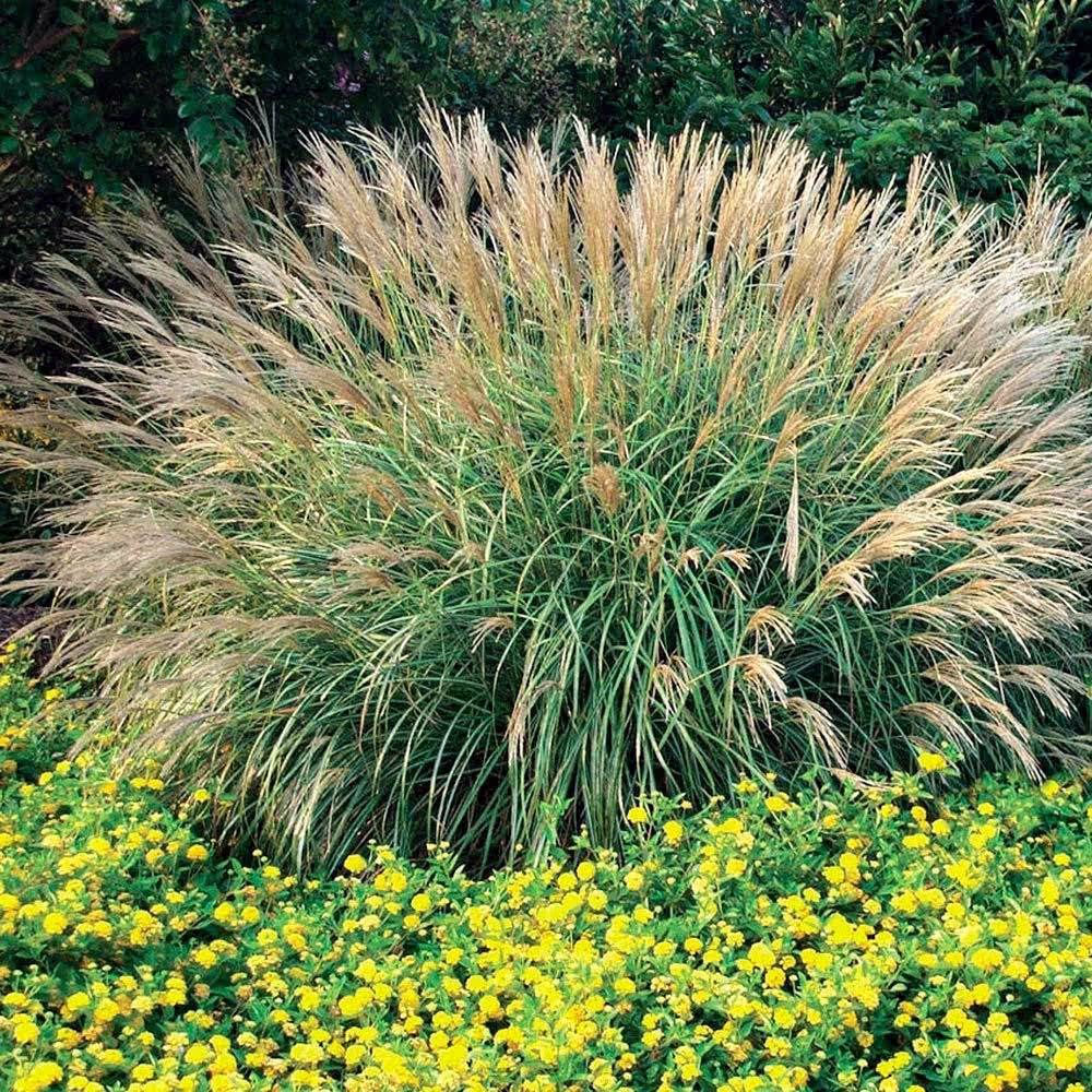 Miscanthus Zebra Grass