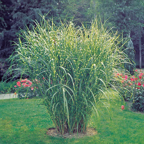 Miscanthus Zebra Grass