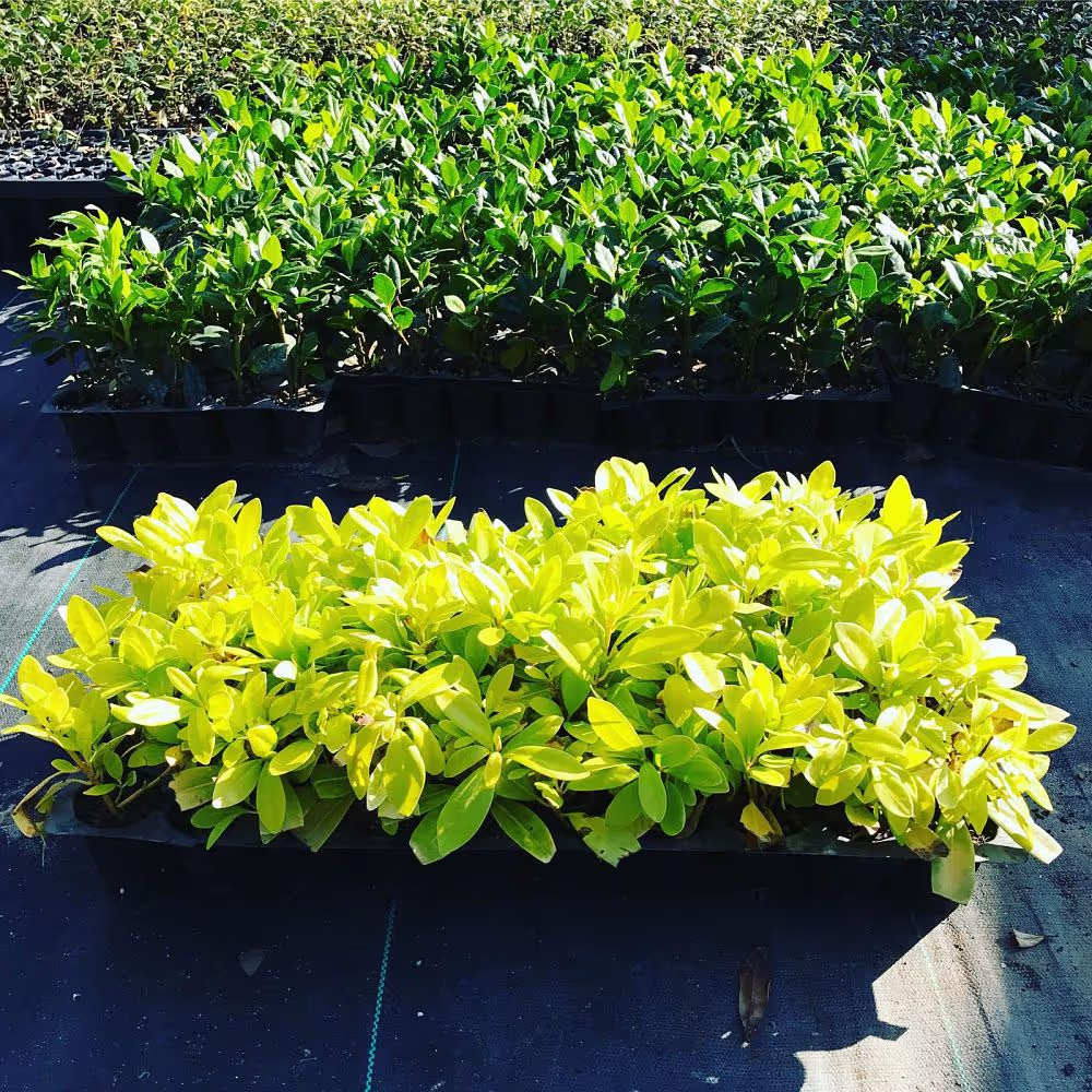 Japanese Anise