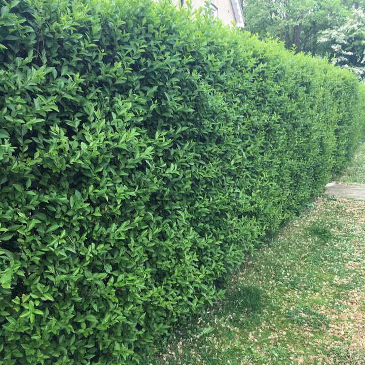 Ligustrum