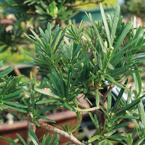 Podocarpus