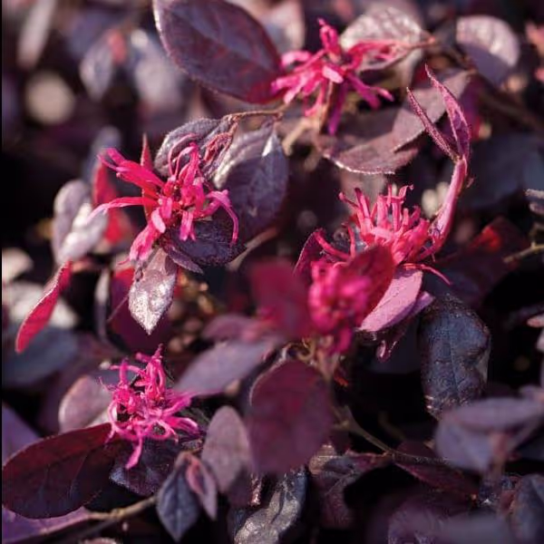 Ruby Red Loropetalum
