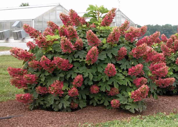 Oakleaf Hydrangea