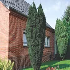 Dukes Garden Yew