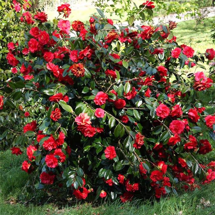 Dwarf Camellia