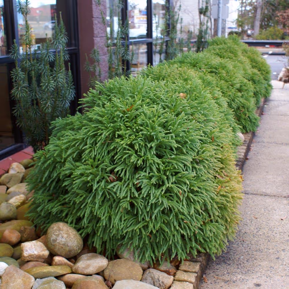 Globosa Nana Cryptomeria