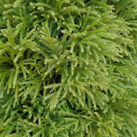 Globosa Nana Cryptomeria