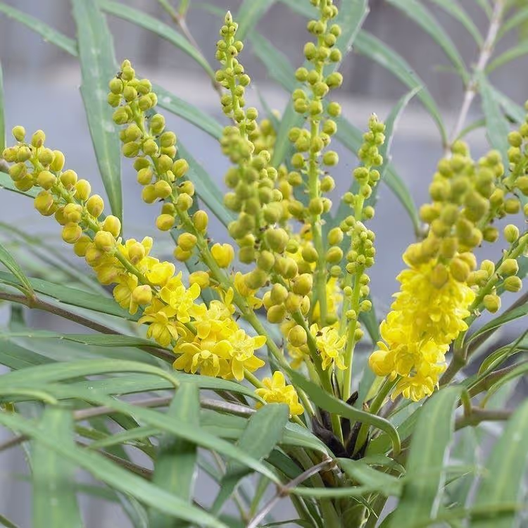 Soft Caress Mahonia
