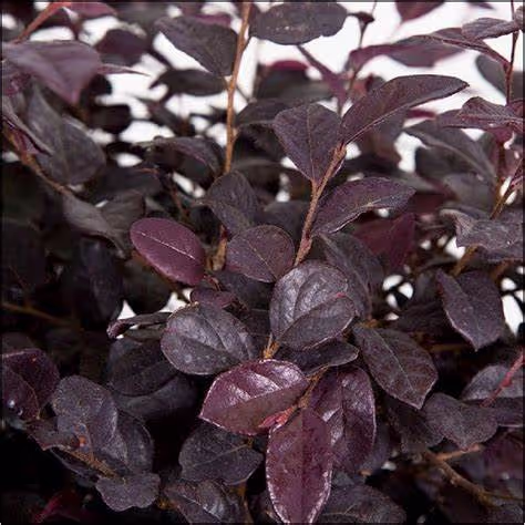 Purple Diamond Loropetalum