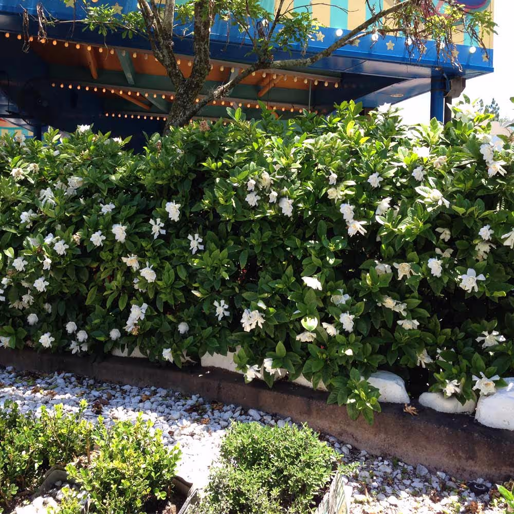 Frostproof Gardenia