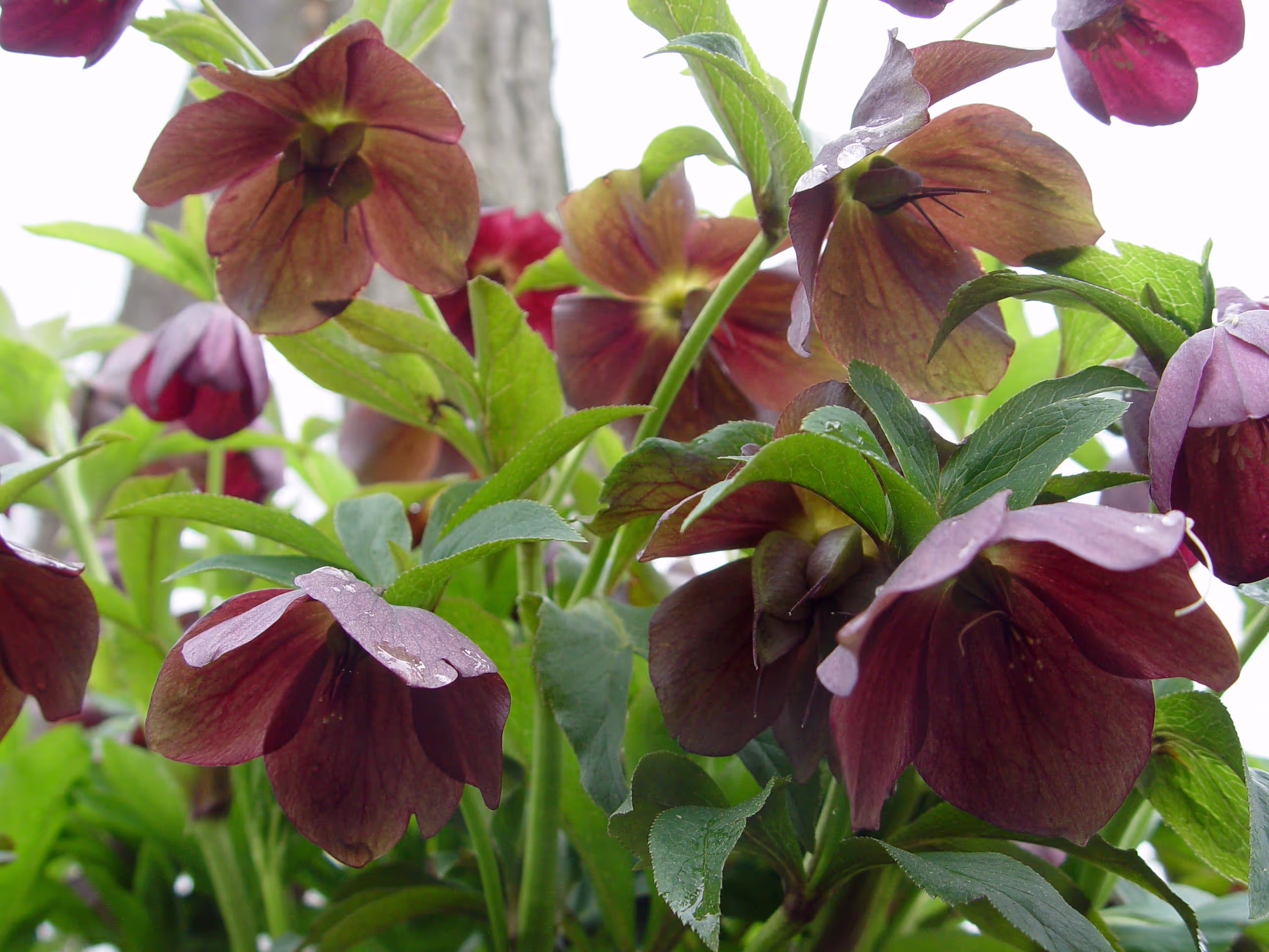 Lenten Rose