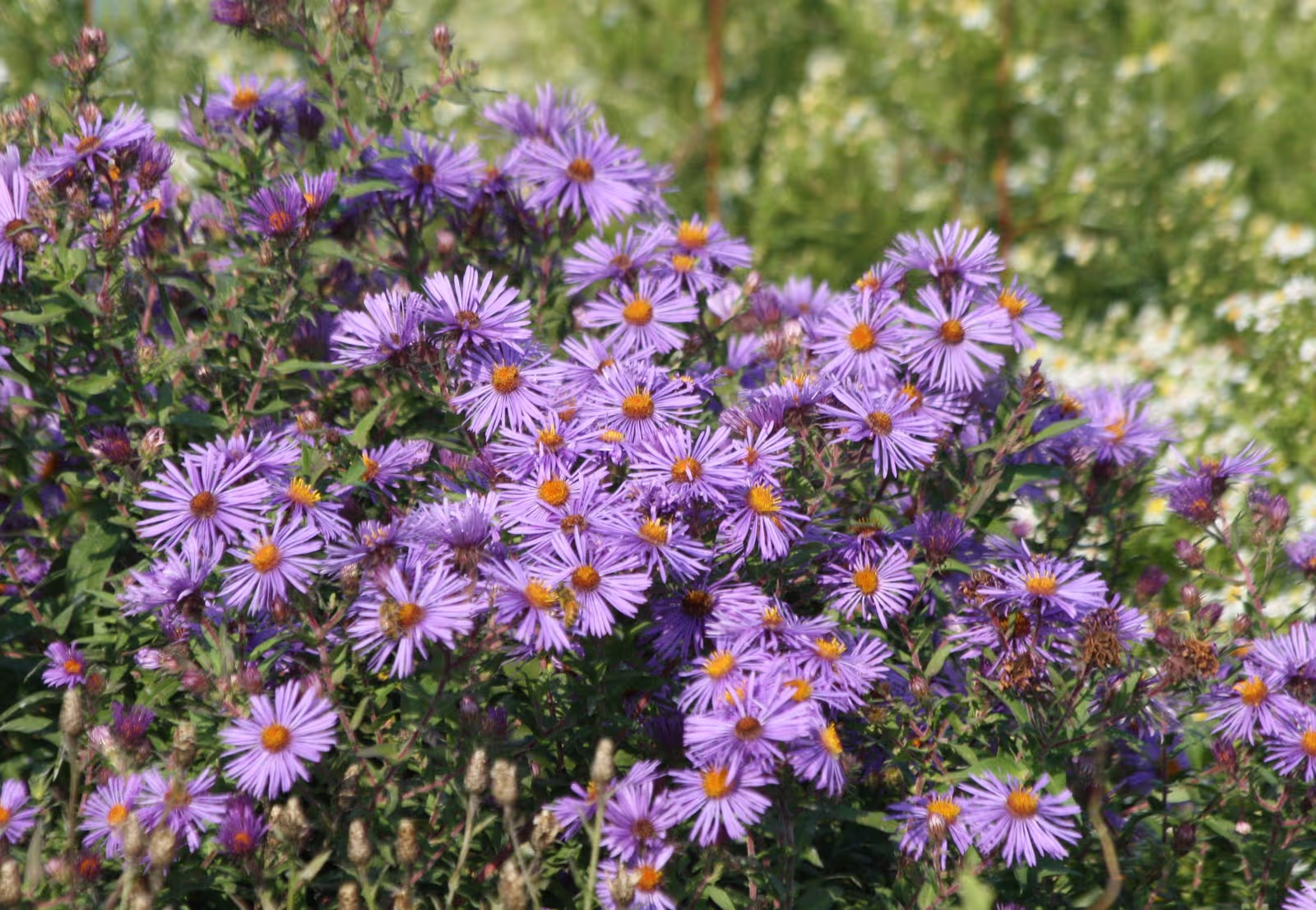 New England Aster