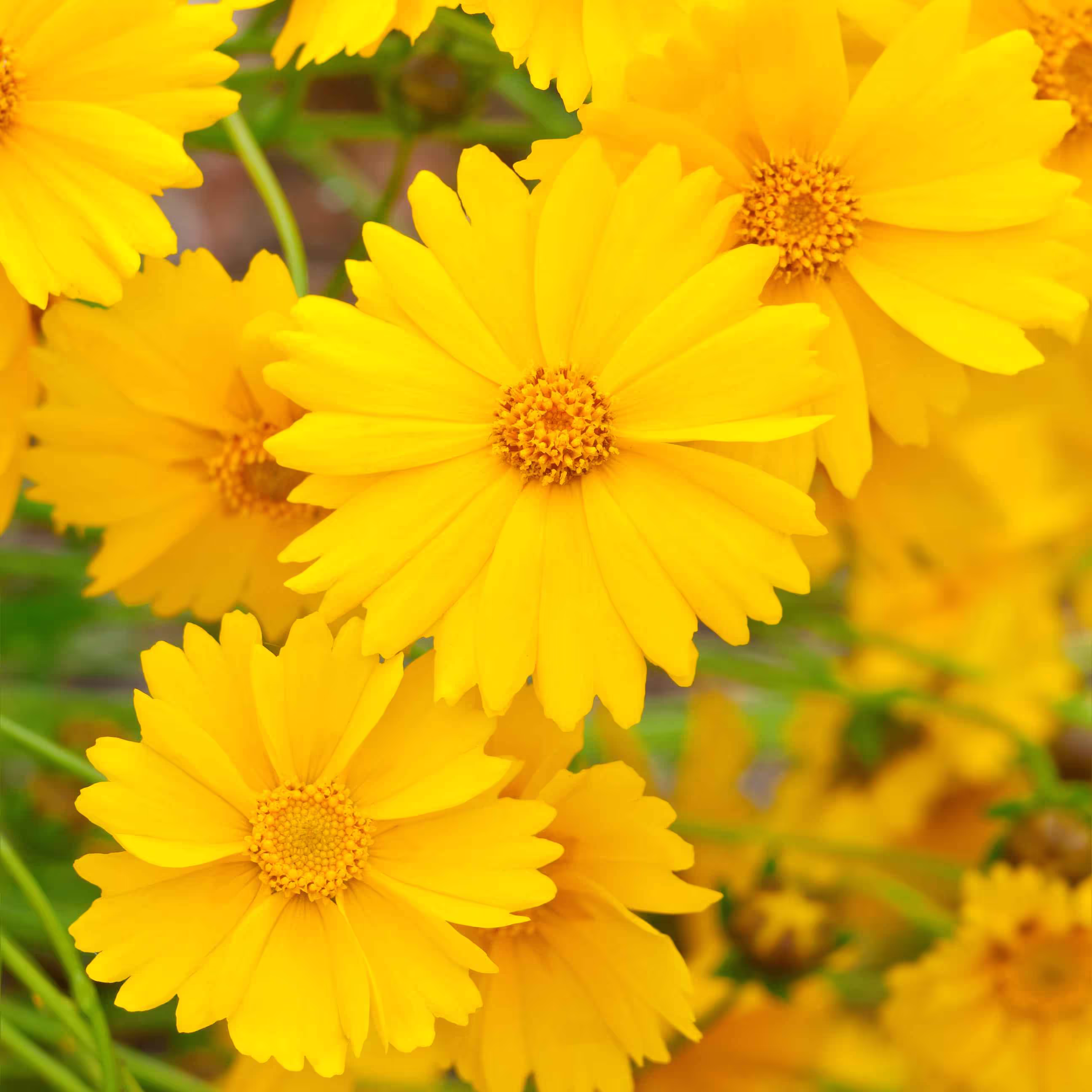 Coreopsis